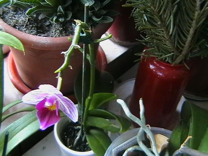 7 - orhidee 2009