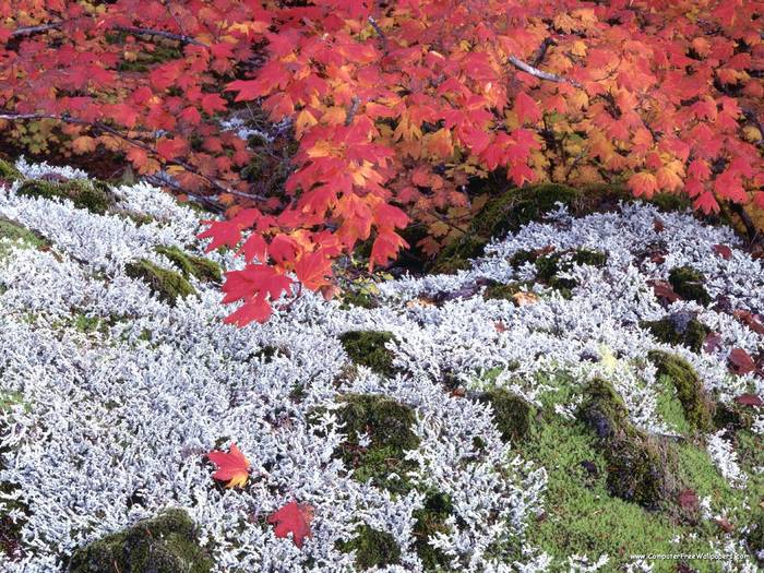 Autumn Vine Maple and Lichens - Very Beautiful Nature Scenes