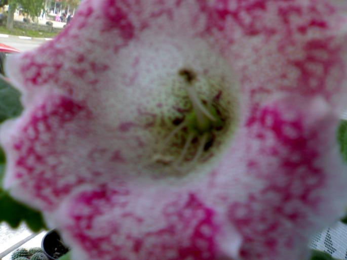 Tigrina Pink - Gloxinia 2008