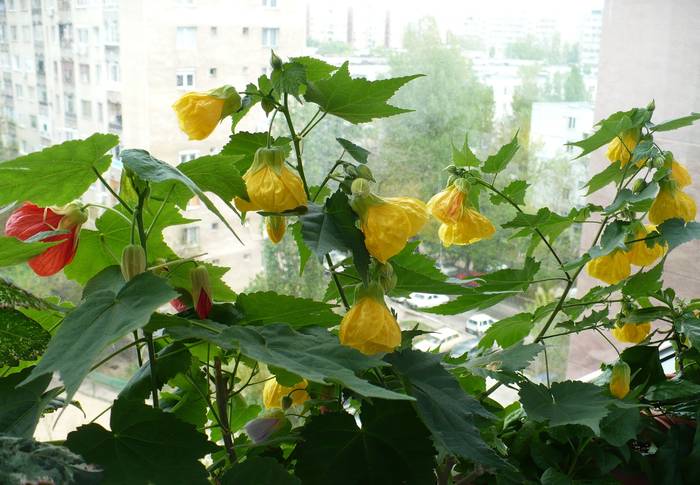 P1100993 - ABUTILONI