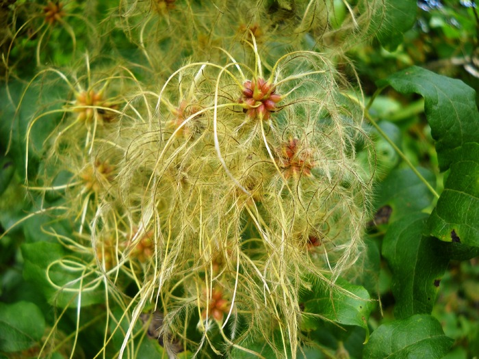 Picture 228 - aspecte insecte si alte vietati de prin paduri si parcuri