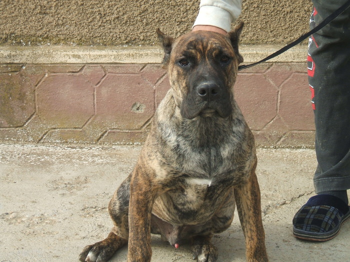 DSCF1807 - snoopyfightdogo  canario