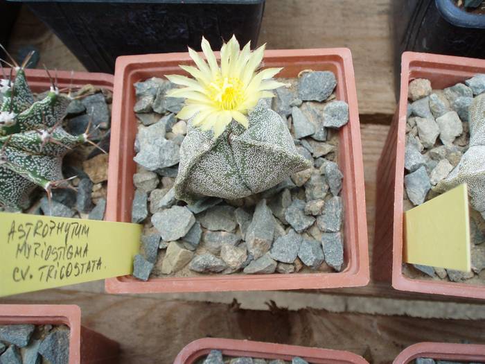 Astrophytum myriostygma v tricostatum