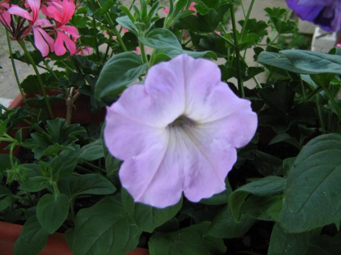 petunie - floricele