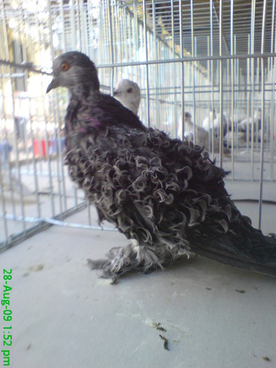 DSC05217 - P- Expo Flora Turda