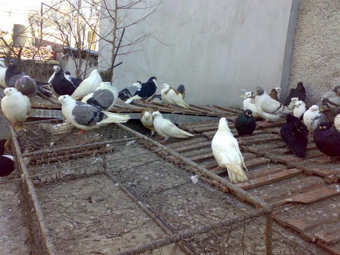 23022008324 - 1720 Gica Hanga