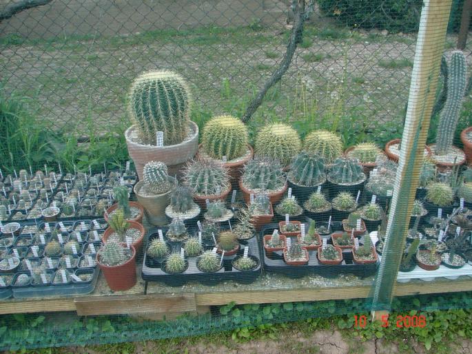 Grup plante