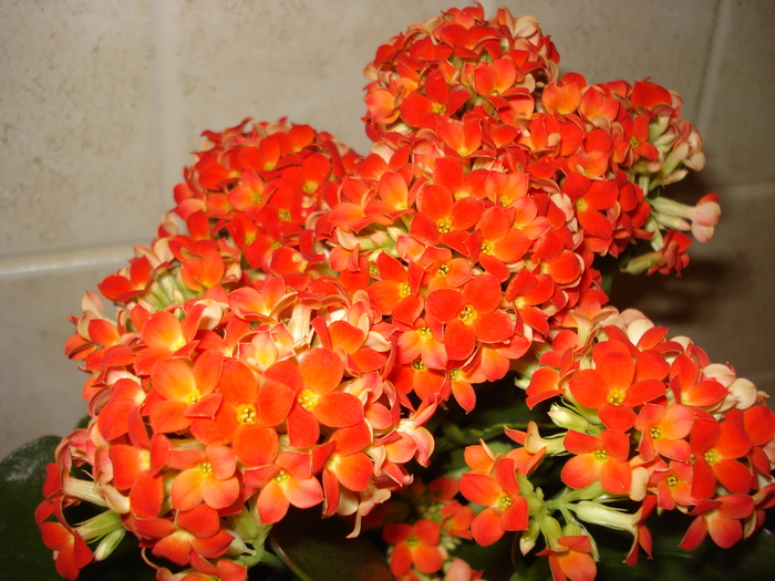 kalanchoe