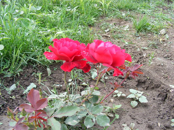 2009_05300042 - Trandafiri