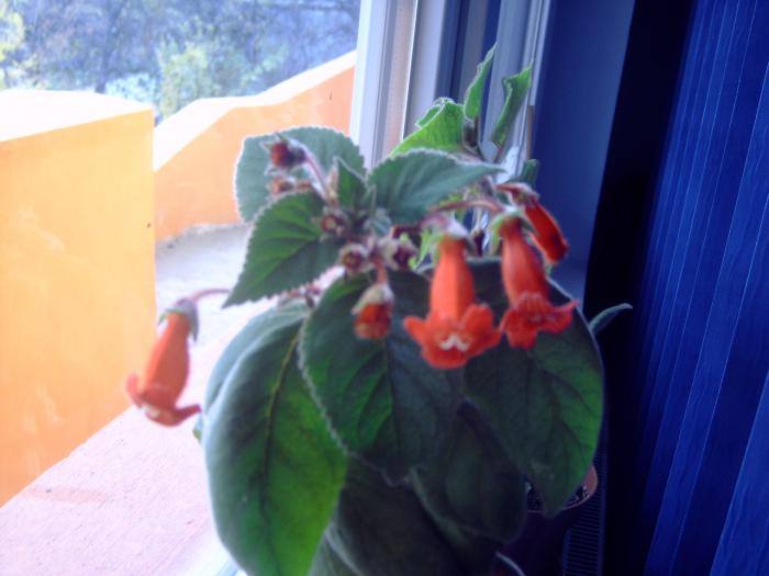 kohleria rosie  oct 2008 - Plantele mele de interior