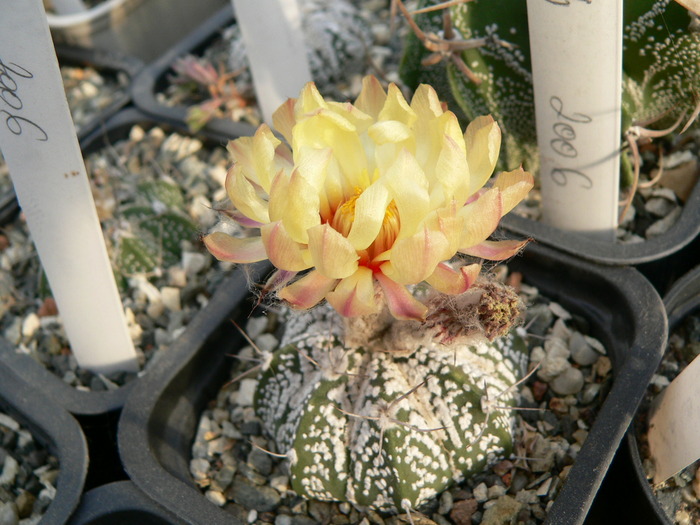 astrophytum_cv.Mysterious Lorena - genul Astrophytum