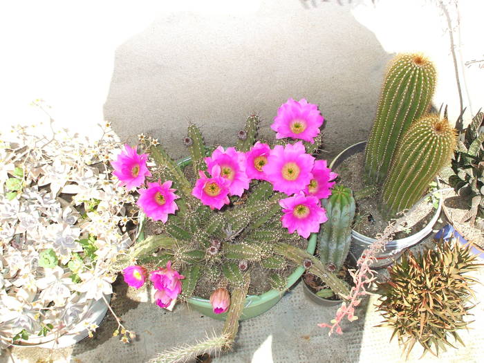 Echinocereus merkerii - colectia mea de cactusi