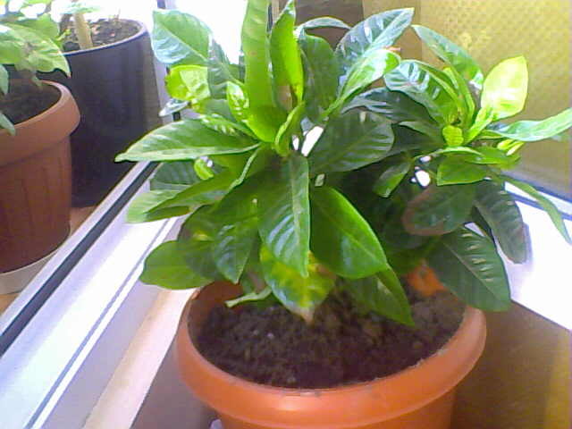 gardenia2