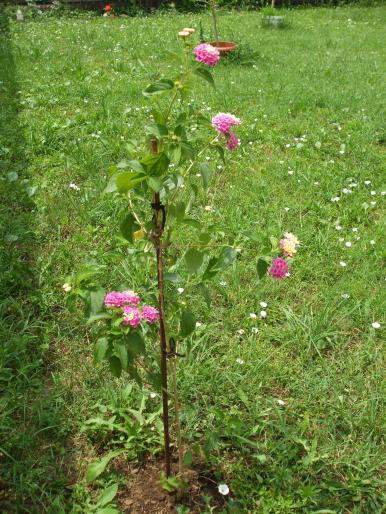 DSCF1826 - lantana