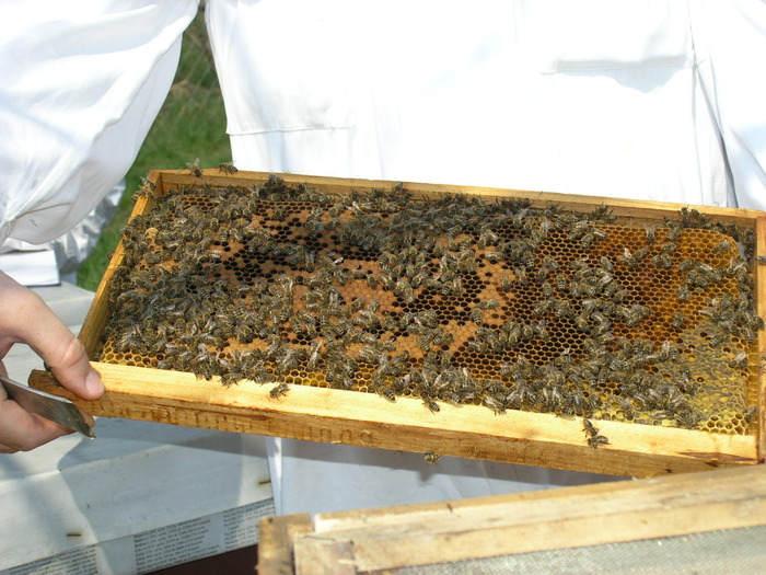 P4071944 - Majevic profesional apicultor