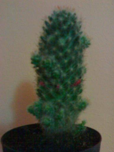 Mammillaria prolifera - Cactusi 2008