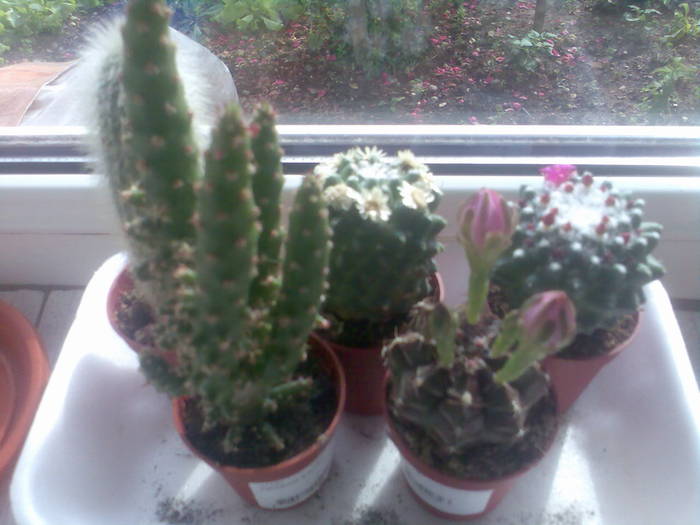 Imag004 - cactusi si suculente-2009