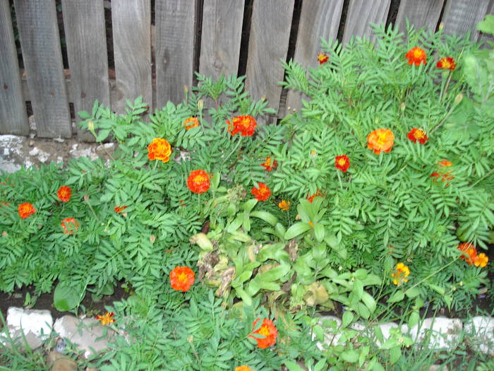 CRAITE - FLORILE MELE