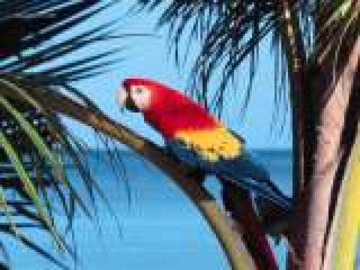 foto - papagali colorati