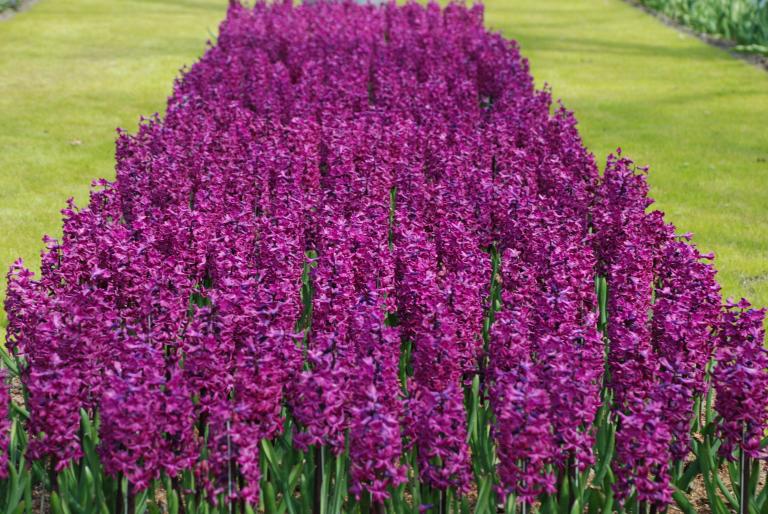 Afbeelding 627 - Keukenhof 2008