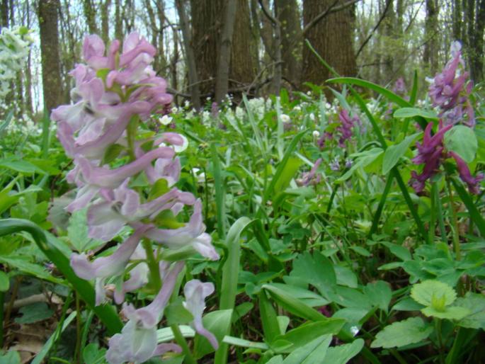 DSC02701 - 2008-03-22 - La padure-Baneasa