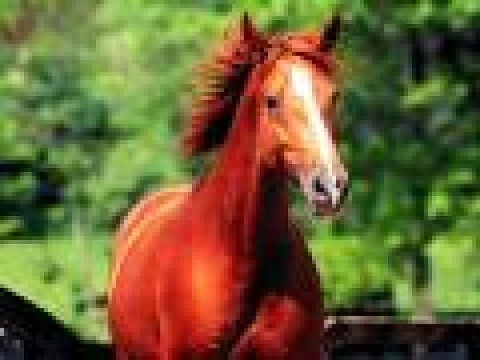 Horse wallpapers 13 - imagini pentru dekstop