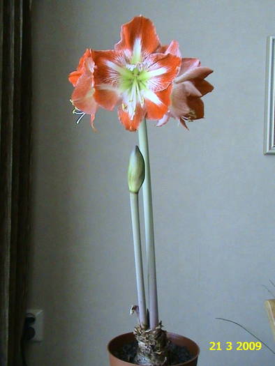 Amaryllis Minerva 21 mart 2009 (1) - hippeastrum - amaryllis