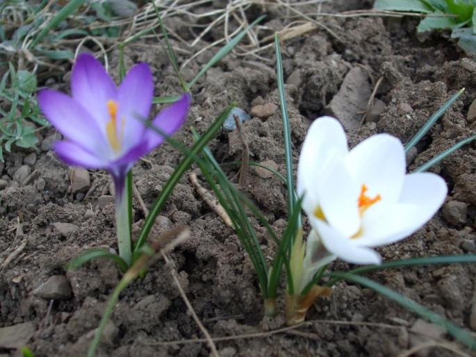 crocus - bulboase