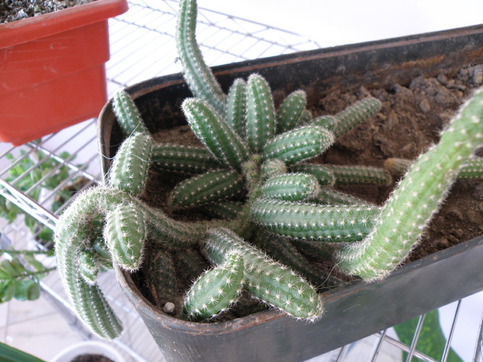 Picture 073 - cactusi