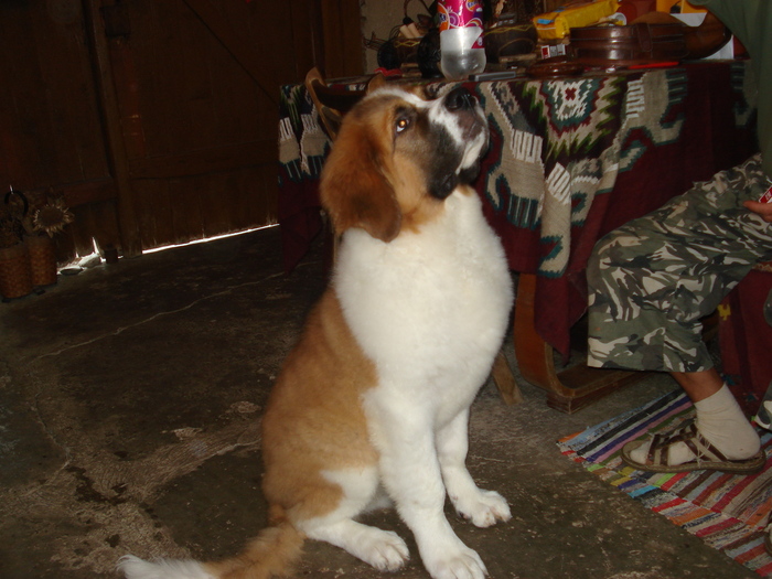 beethowen la 4 luni - saint bernard