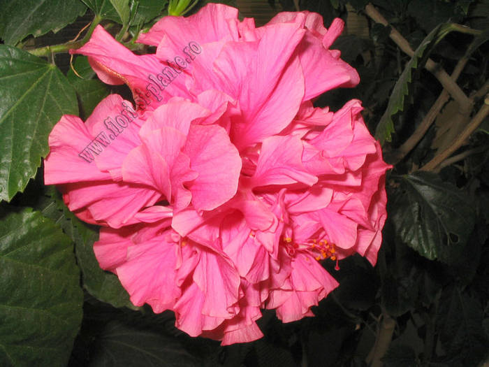 Hibiscus Mrs George Davis 6 - Hibiscus