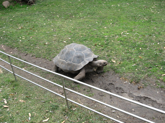 BFTEJIGWELFVKFUZSUD - gradina zoologica din spania 2008