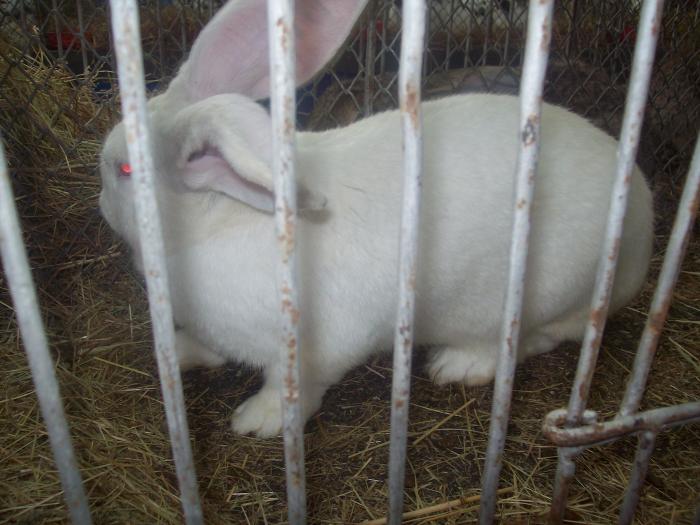 EXPO 2009 .01.09  CLUJ-NAPOCA 065