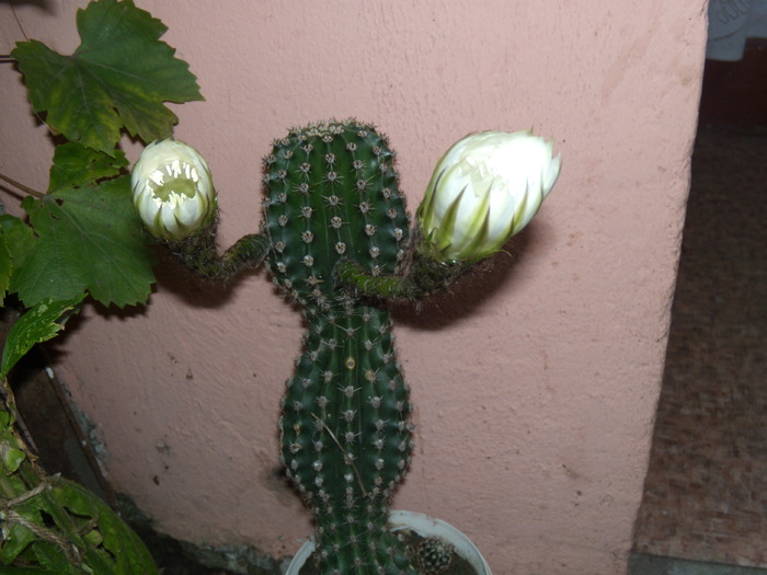 Picture 394 - cactusi