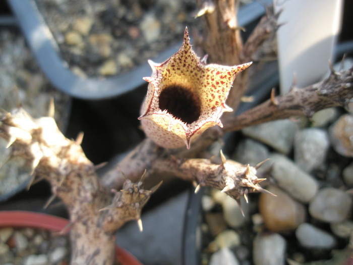 Stapeliantus decary boboc matinal