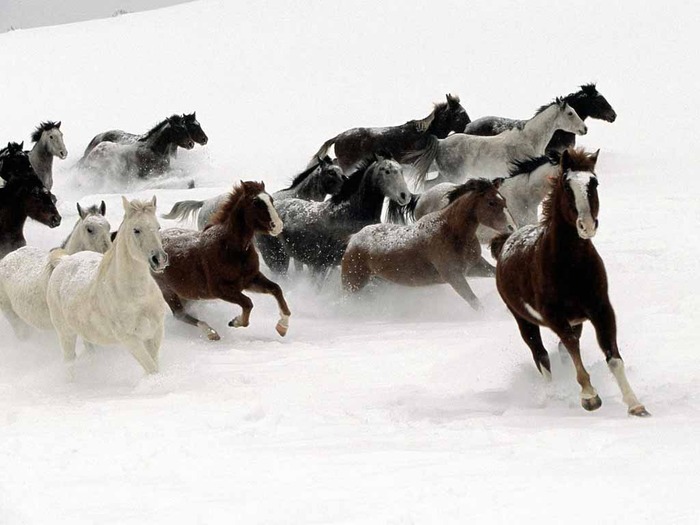 379_horse_snow_wallpaper - poze cu motorete