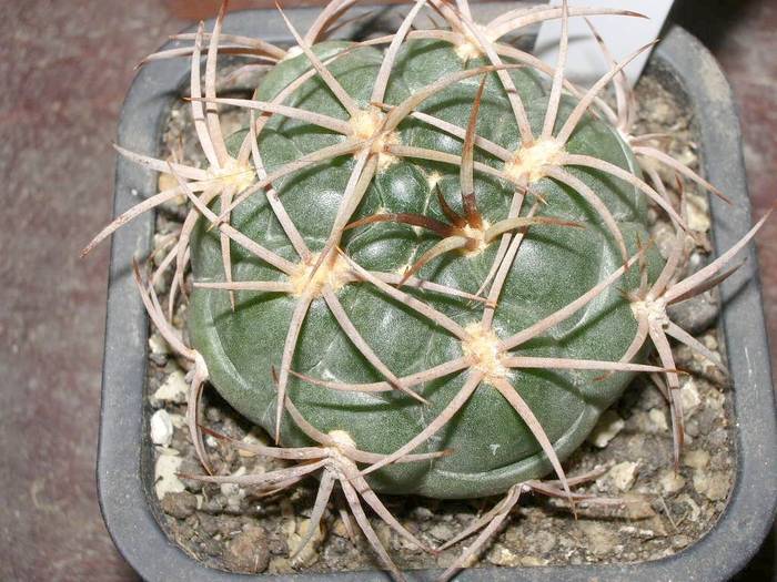 Gymnocalycium carminanthum