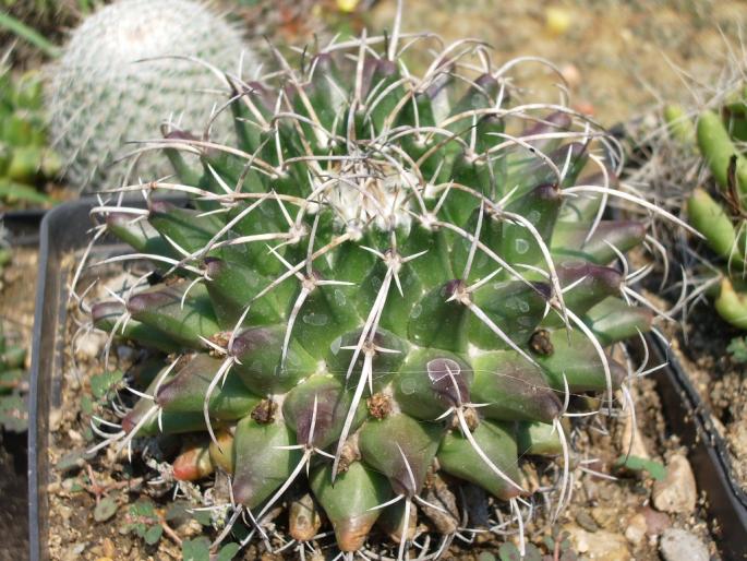 Mammillaria