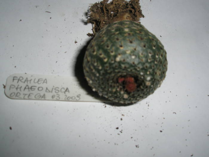 Frailea phaeodisca - planta - RADACINI de cactus