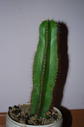 s-a mai inaltat:D Isolatocereus dumortieri - Cactusii mei