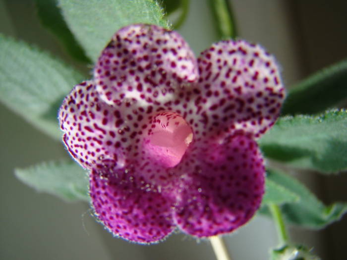 Kohleria Ampallang 9 - Kohleria Ampallang 2009