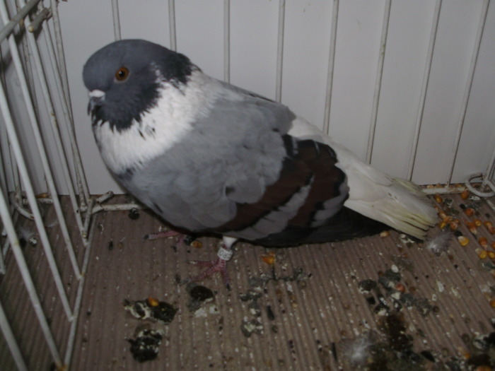 vargat 2