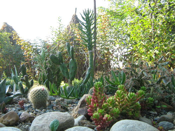 IMG_1371 - Cactusi la mosie 1 octombrie 2009