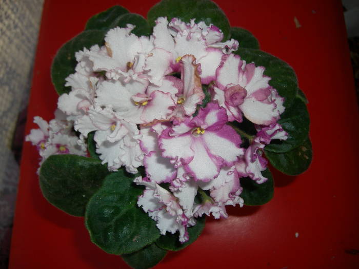 Violete de Parma