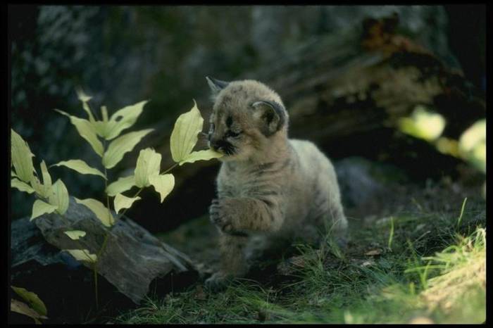 Cougar cub 1 - motanei