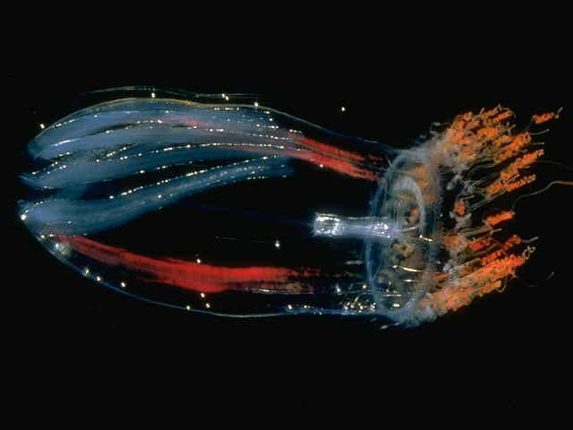 MEDUZA - poze muuuuuuuuuuuuuulte