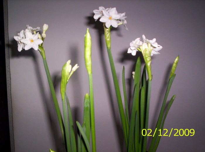 Narcise Sheleg paperwhite 2 dec 2009 (3) - Narcise Sheleg