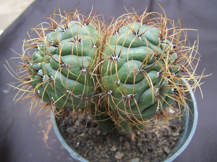 Matucana aureiflora