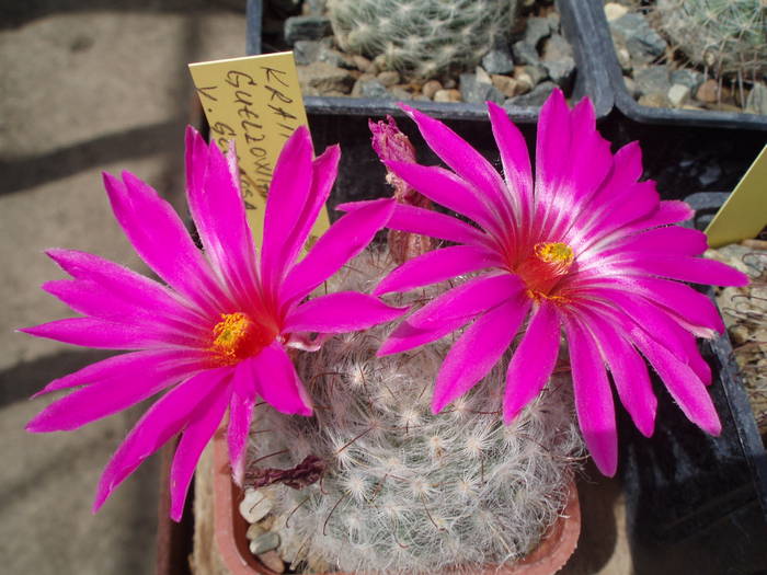 Krainzia guelzoviana v gibbosa