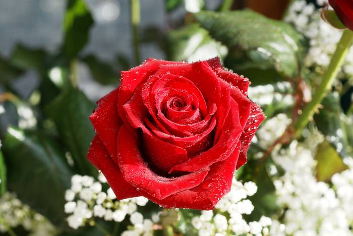 long-stem-red-roses-02024[1] - trandafiri